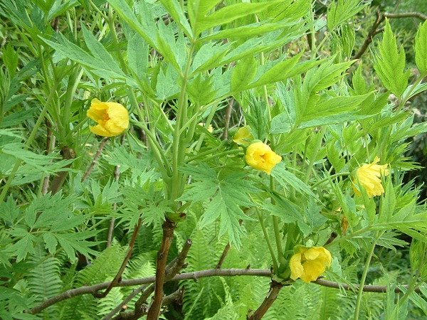 Paeonia lutea