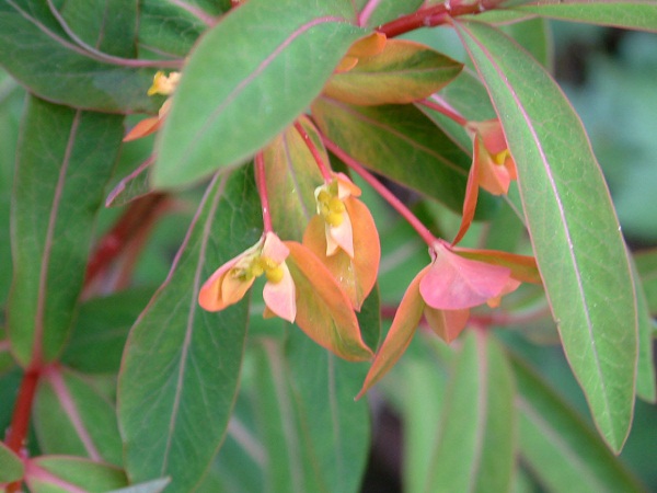 Euphorbia griffithii