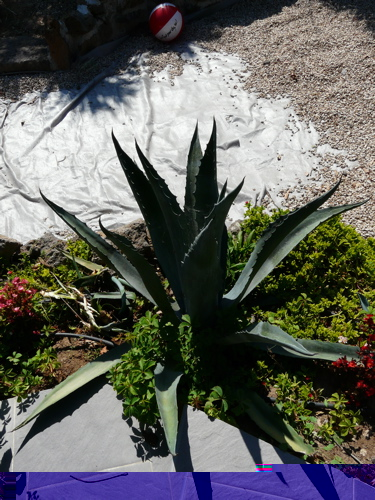 agave