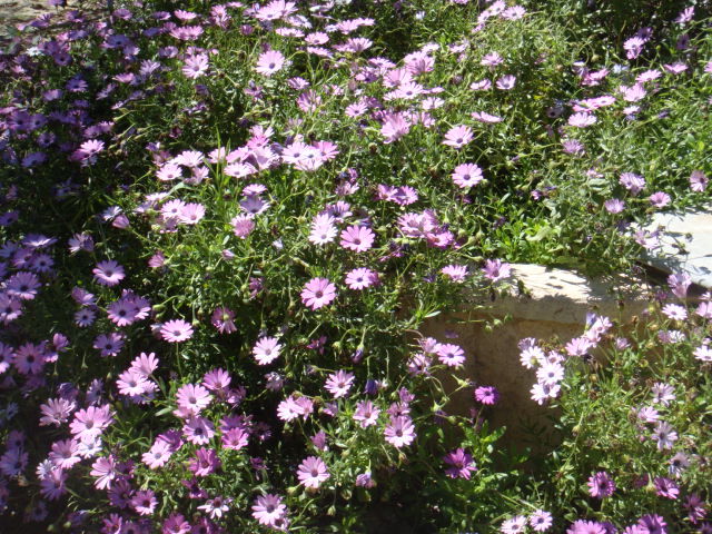 DSC05005.JPG
