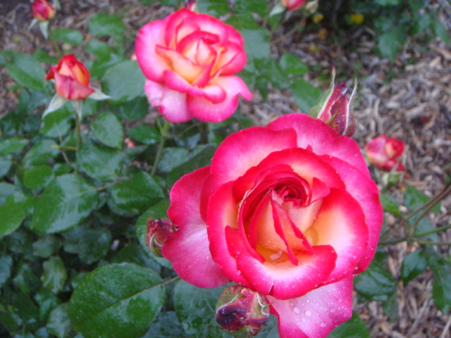 DSC01684.JPG