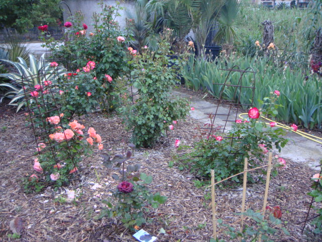 DSC01682.JPG