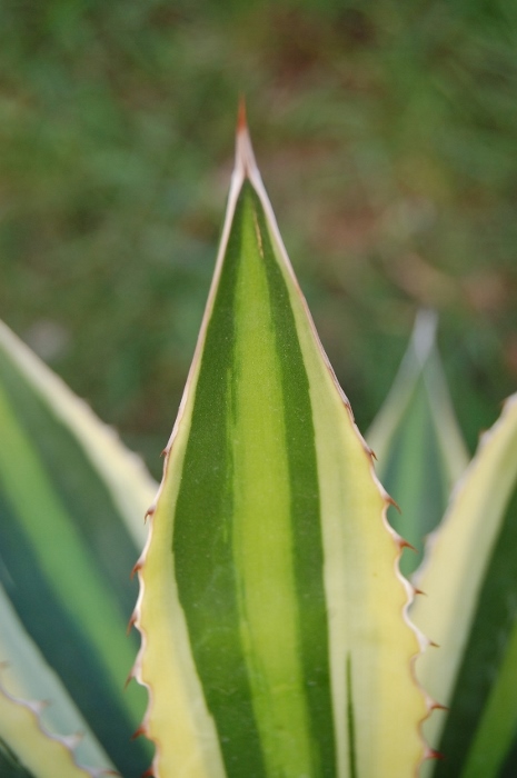 lophanta latifolia marginata_08 (565x850) (465x700).jpg