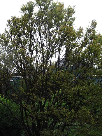 DSCF4152.JPG