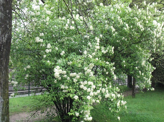 Lentago:jolie en fleurs