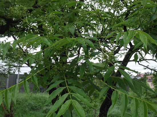 Phellodendron chinense