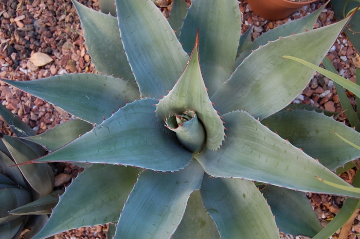 ovatifolia_03 (700x465).jpg