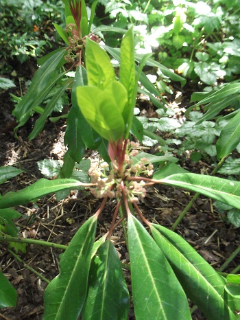 daphniphyllum en fleurs
