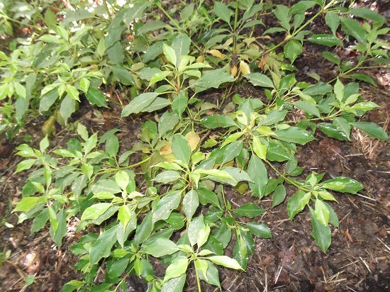 Trochodendron semble adorer ce déluge permanent!