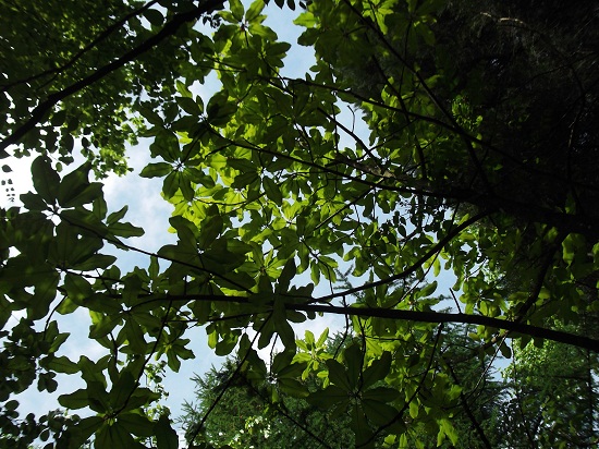 Grand débourrage chez magnolia obovata