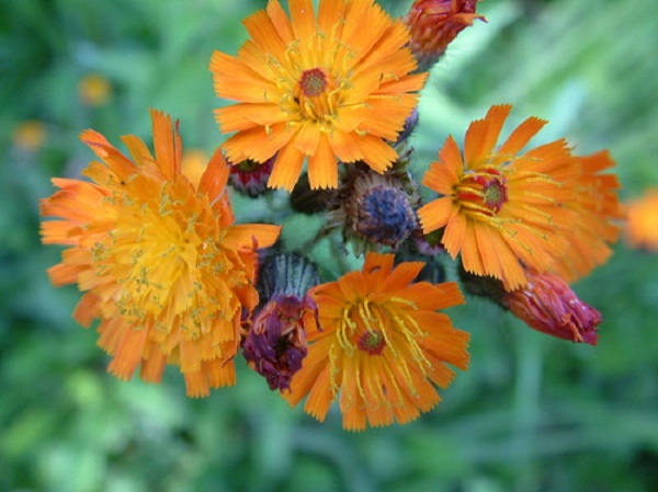 Epervière orangée,à la fois envahissante et fugace...