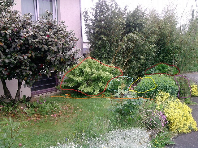 voici l'espace que je voudrait transformer en rocaille. et j'enlèverait enlever les plantes entouré soit: en rouge: le forsythia, en bleu: l'Arum, en jaune où il y des azalées et rosiers, en bordeaux: l'acanthe, et en violet: le cotoneaster.
