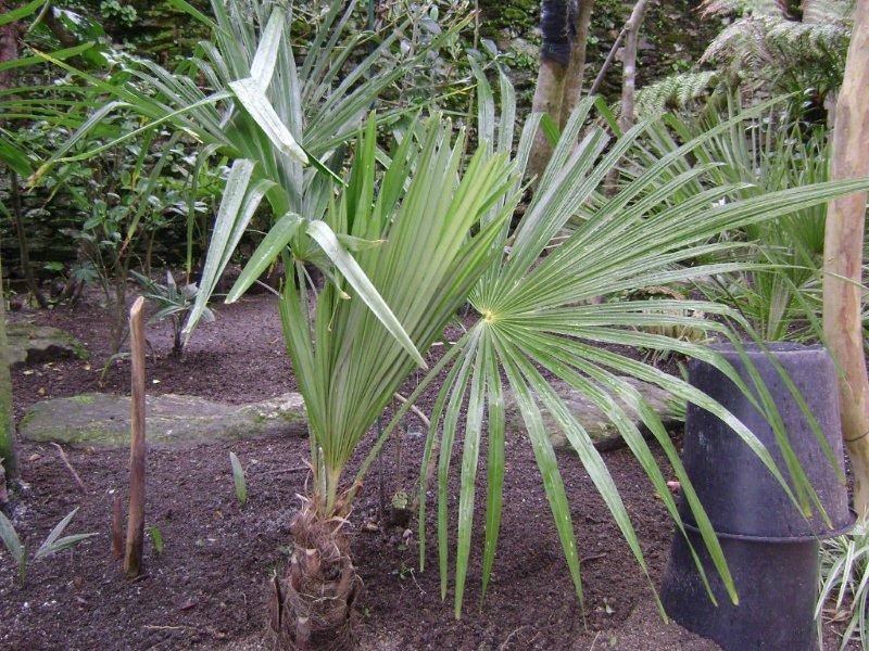 Trachycarpus takil de chez Palmaris.jpg
