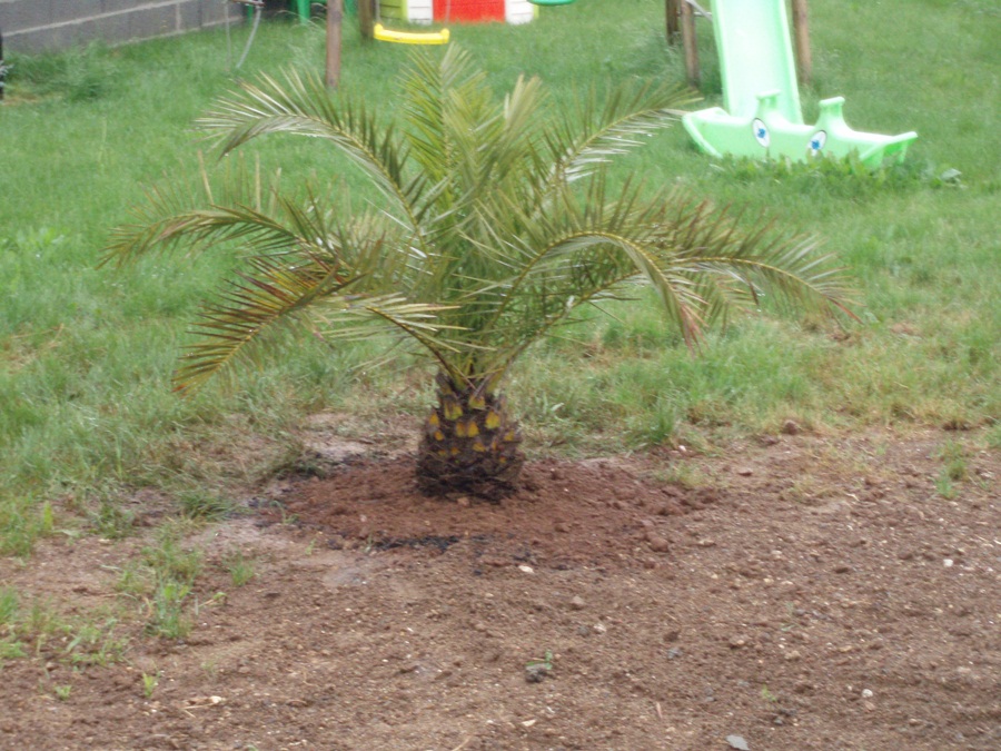 phoenix canariensis