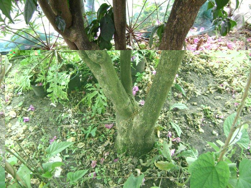 Le pied de la bougainvillée spectro glabra dans le tunnel