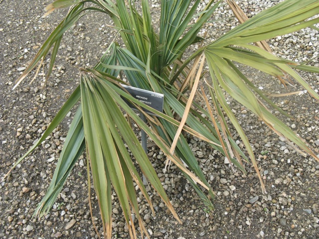 sabal Adansonii