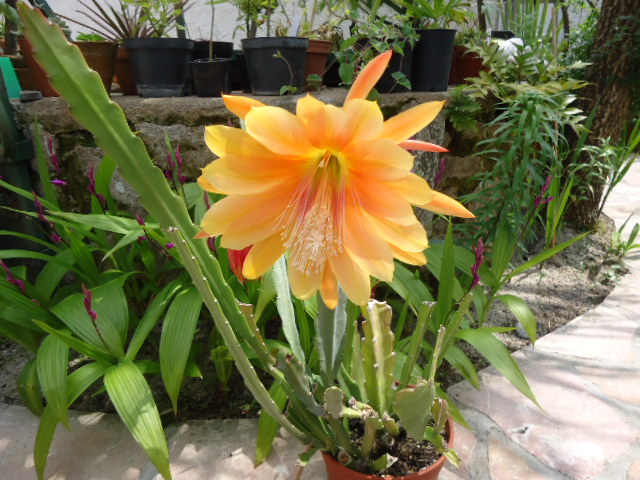 Epidendrum hybride  King Midas