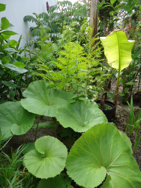 Osmunda regalis