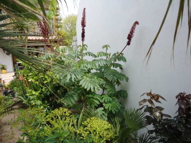 Melianthus major de +- 2 m50