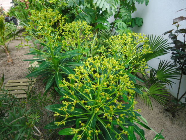 Euphorbia