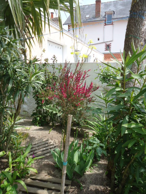Raphiolepis excelsa