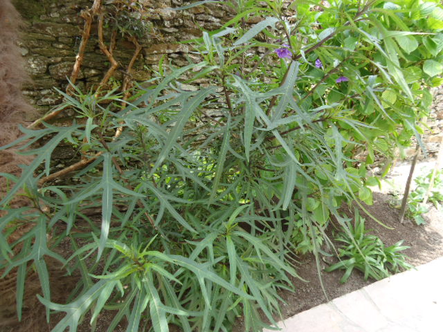 Solanum aviculare