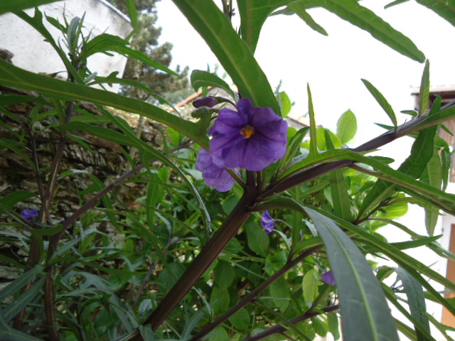 DSC01279.JPG
