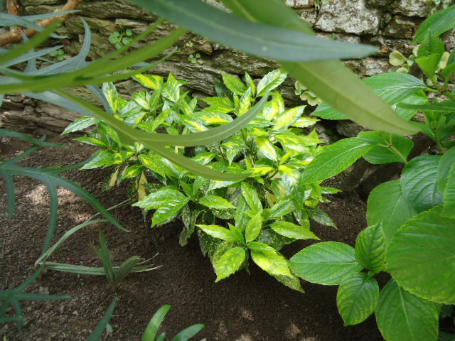Aucuba japonica crotonifolia