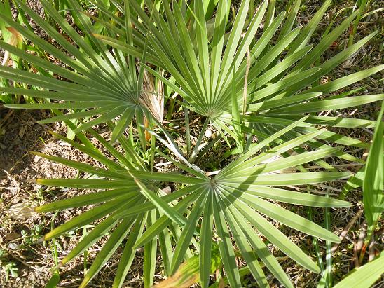 Trachycarpus Princeps