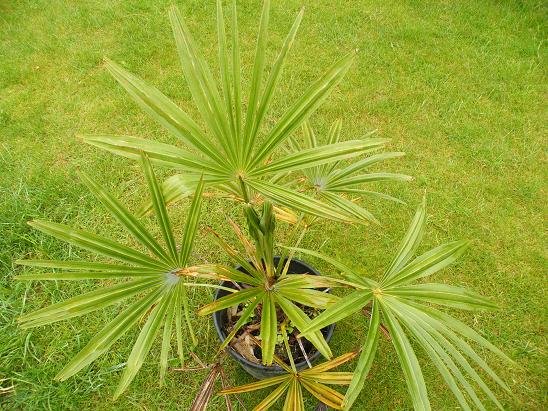 Trachycarpus Sp Mount Victoria