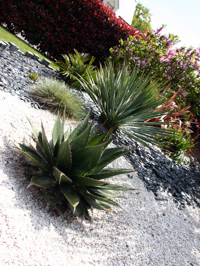 L'agave et le yucca rostrata en arrière plan