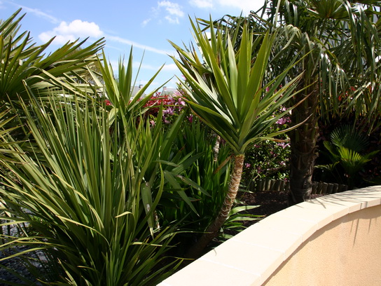 le yucca elephantipes qui s'est bien remis de l'hiver précédent