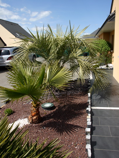 le washingtonia et le butia