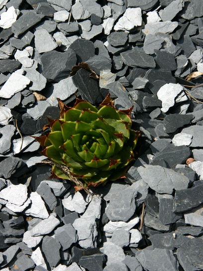 la deuxième polyphilla qui pousse plus lentement