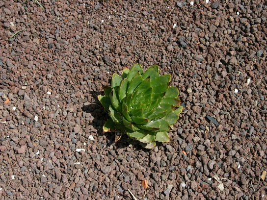 La première aloé polyphilla qui à l'air de se plaire