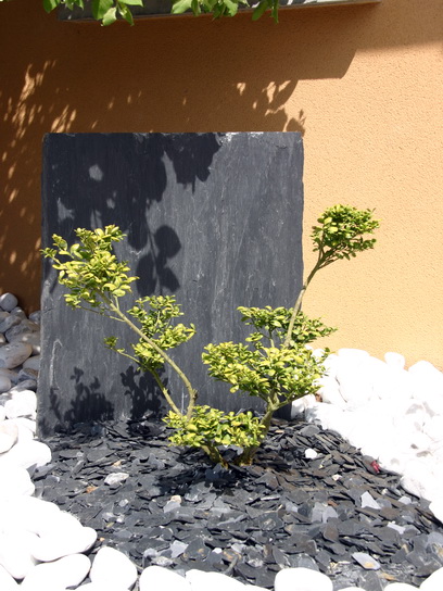 ilex crenata