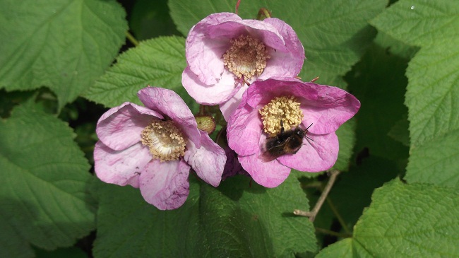 Odoratum avec un visiteur courageux