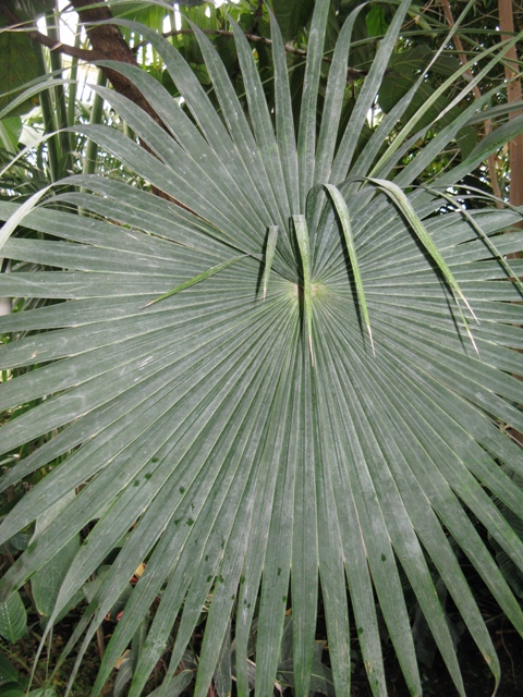 web_Palme360.jpg