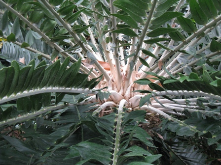 web_cycas3.jpg