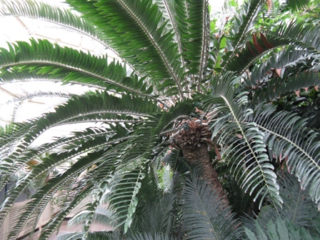 web_cycas2.jpg