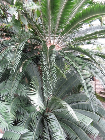 web_cycas21.jpg