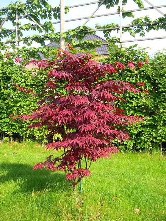 l'Acer adore l'humidité