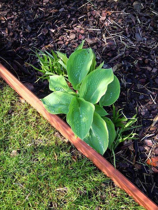 Les hostas sortent enfin
