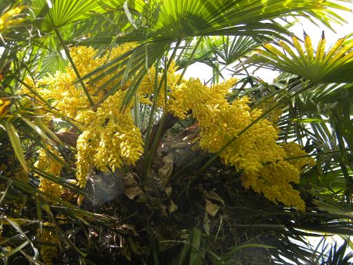 floraison des plantes mâles