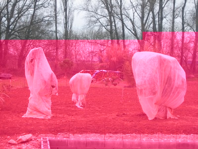 On voit bien à travers le voile que les palmes sont désséchées et marrons