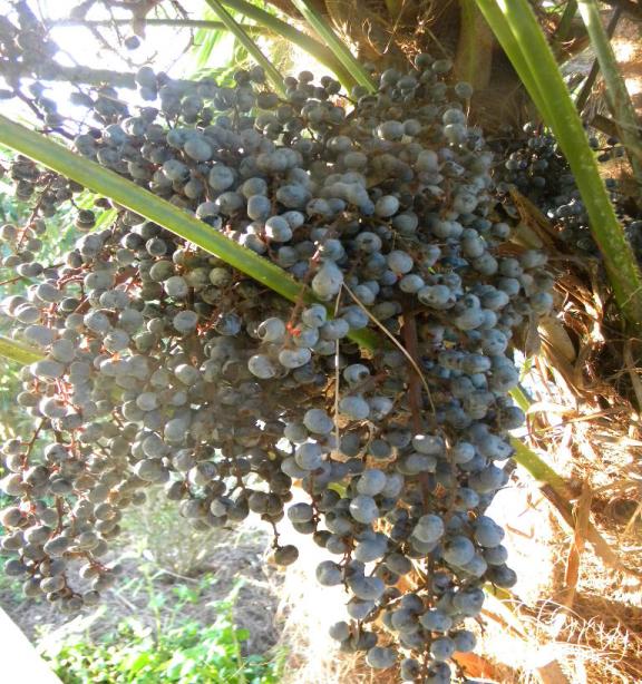 fructifications de trachycarpus fortunei.2jpg.jpg