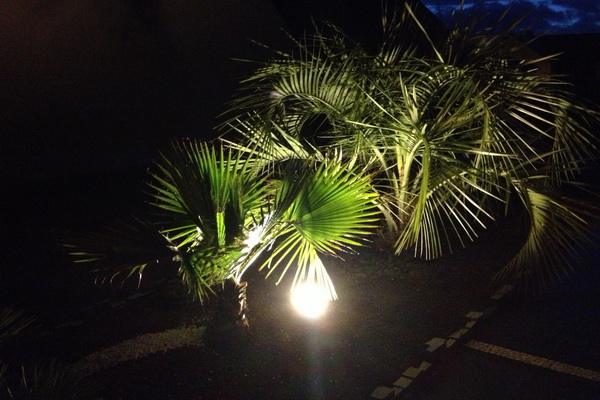 le butia et le washingtonia