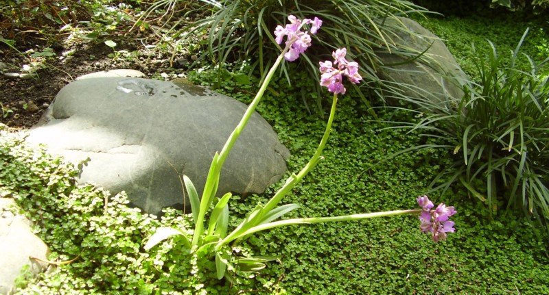 006.26 avril 2013 (1).JPG