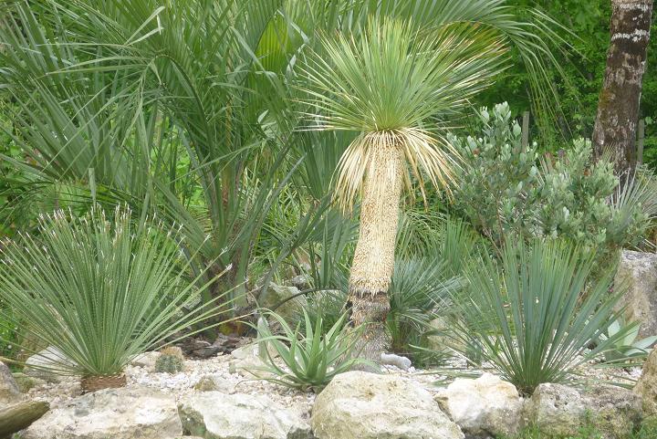 un nouvel agave bractéosa