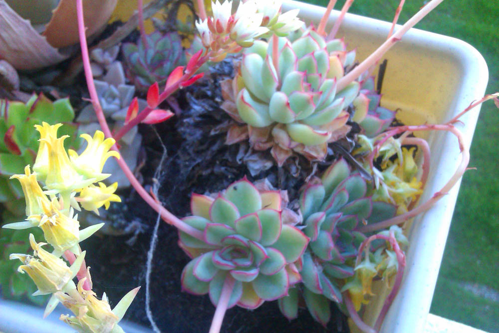 IMAG0370.jpg